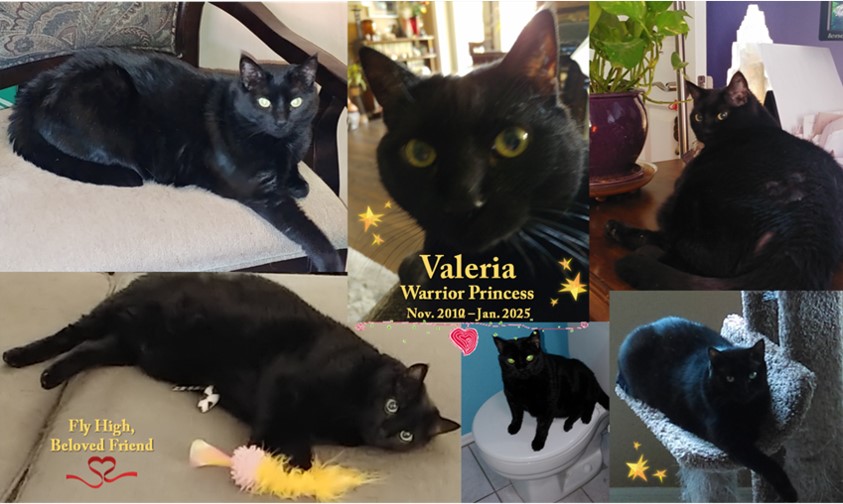 Collage of pictures of Valeria, a  black cat, with the words "Valeria Warrior Princess, Nov 2010-Jan 2025