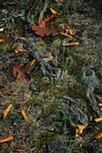 Tree-Roots